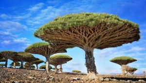 صحفي فرنسي يسلط الضوء على مخاوف كارثة انقراض شجرة "التنين" في سقطرى