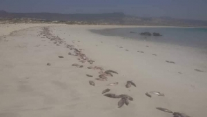 تأثير "إعصار كيار".. الأسماك تخرج من البحر إلى سواحل سقطرى الشرقية