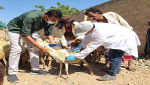 لحمايتها من الأوبئة.. الصليب الأحمر تعلن تلقيح 661 ماشية في الحديدة وريمة