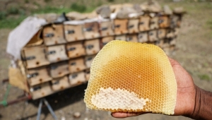 "ألفاو": تحذّر من تأثر انتاج العسل اليمني جراء تغير المناخ