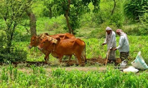 مزارعو اليمن يشكون عبث "الانتقالي" بمحاصيلهم