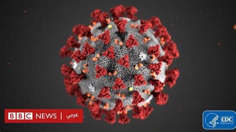 متحدثة بإسم منظمة الصحة العالمية: قد لا يكون هناك موجة ثانية من فيروس “كورونا”!