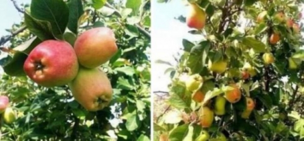 لاول مرة : التفاح الاحمر يُزرع في محافظة حضرموت في تجربة نادرة