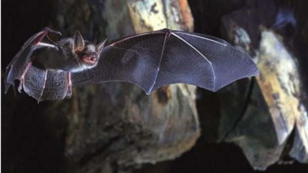 العلماء يكشفون السر وراء حمل الخفافيش للفيروسات دون التأثر بها