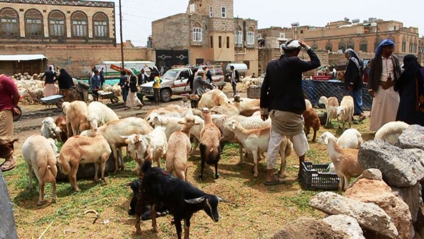 اليمنيون يعزفون عن شراء الأضاحي مع ارتفاع أسعارها