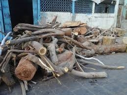 بسبب الاحتطاب.. اليمن يفقد 800 ألف شجرة سنوياً