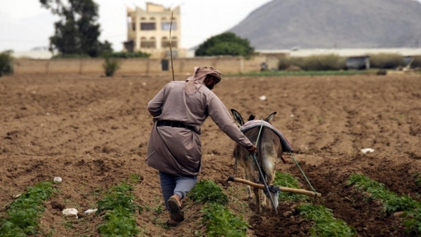 مزارعو اليمن يشكون مخلفات الأعاصير وضعف المساعدات