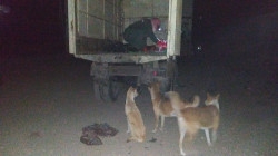 صنعاء.. حملة لإبادة الكلاب الضالة في مناخة