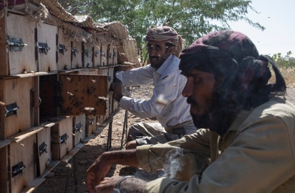 اليمن: مربو النحل ينتجون أجود أنواع العسل برغم الحرب
