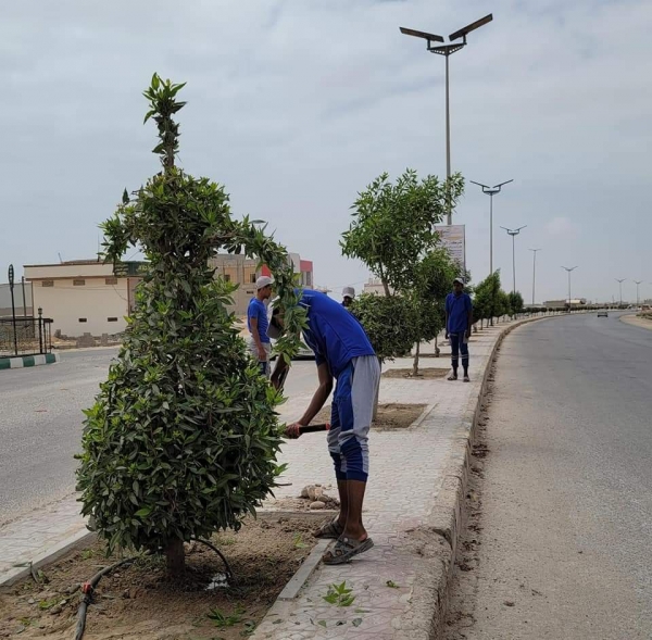 المهرة.. صندوق النظافة والتحسين يواصل عملية تشكيل الأشجار في شوارع الغيضة