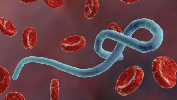 فيروس إيبولا يعاود الظهور في شرق الكونغو