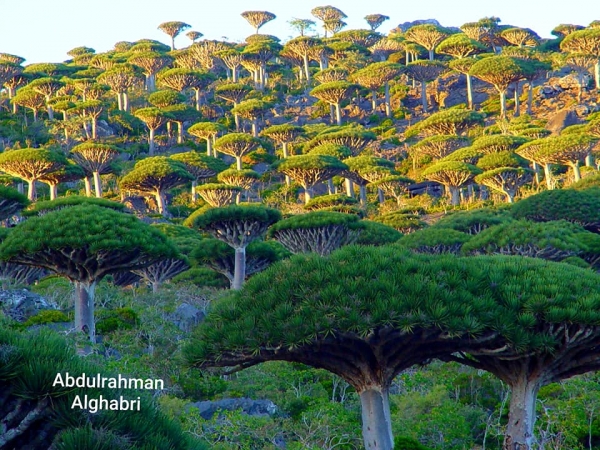 تحدّث عن شجرة التنين.. موقع فرنسي: سقطرى موطن للتنوع البيولوجي المذهل وجزيرة أسطورية