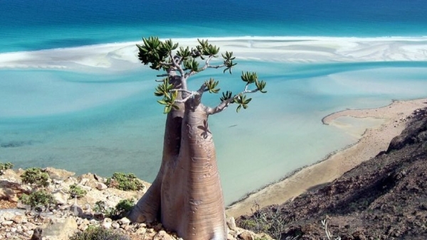 مصور فرنسي: "سقطرى" جزيرة  يمنية في المحيط الهندي تتجاذبها الأطماع