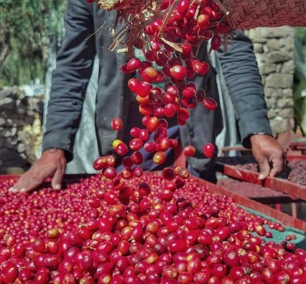 البن اليمني.. جودة عالية تهددها تحديات الحرب وعقبات التوريد