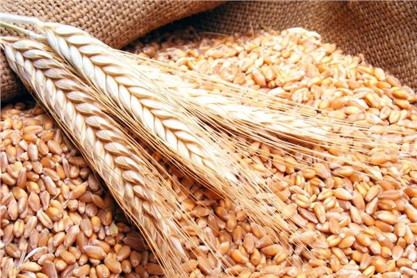 الحكومة: مخزون القمح يكفي لأربعة أشهر قادمة