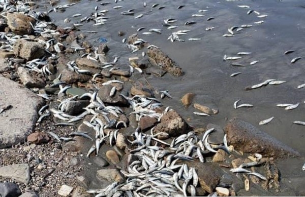 فريق المختصين يكشف عن أسباب نفوق الأسماك في ساحل أبين بعدن