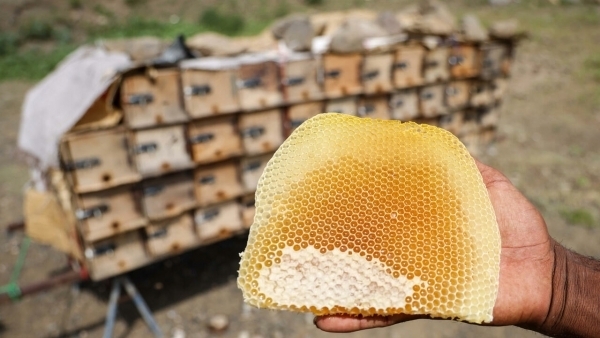 العسل اليمني بين مرارة الحرب وتبعات التغير المناخي