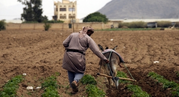 الزراعة باليمن.. خسائر كبيرة تحت تقلبات المناخ بعد أشهر من الجفاف