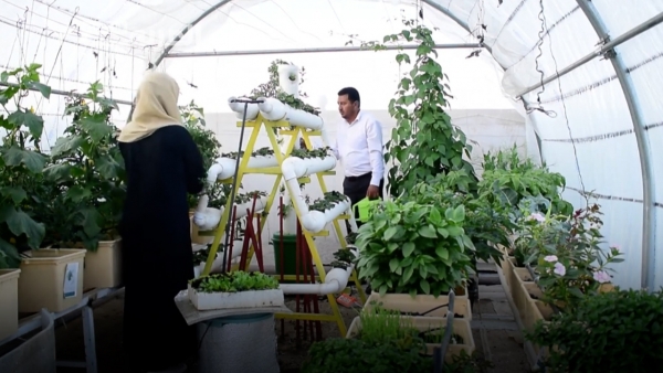 "الزراعة بدون تربة".. يمنيان ينجحان في استحداث أول سطح أخضر في صنعاء