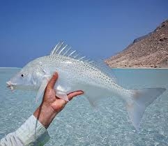 خبراء: "سقطرى" نقطة ساخنة تحتضن أكثر أسماك الشعاب المرجانية الهجينة في العالم