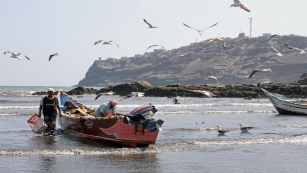 شركات أجنبية تستنزف أسماك اليمن