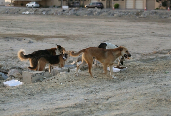 أكثر من 4 آلاف إصابة  بداء الكلب في العاصمة صنعاء خلال العام الماضي