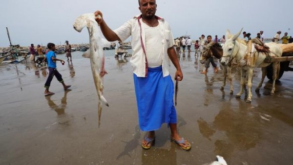 صيادو اليمن يواجهون تبعات قاسية لإيقاف تصدير الأسماك