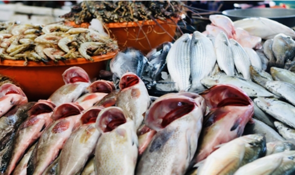 الإمارات تواصل نهب الأسماك اليمنية وتصديرها بإسمها