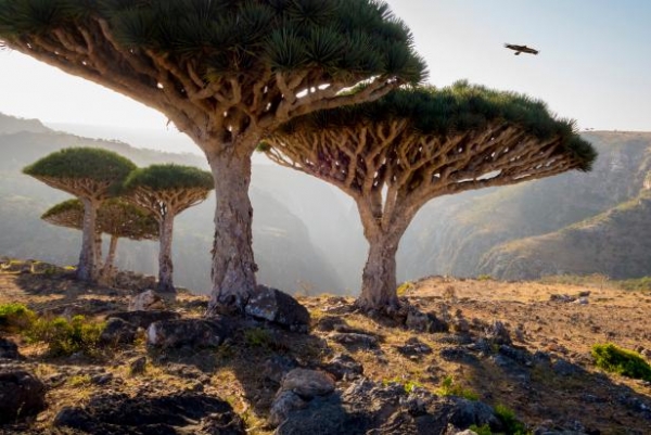 جزيرة سقطرى في اليمن: جوهرة مخفية ذات مناظر طبيعية شبيهة بالأجانب