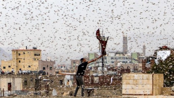 صحيفة: أسراب الجراد المدمرة تضاعف أزمة الزراعة اليمنية