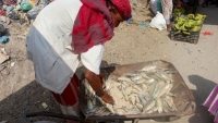 تدمير منظّم للثروة البحرية في اليمن... واختفاء الأسماك